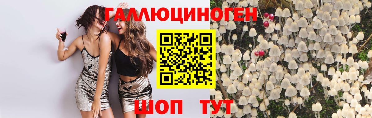 Галлюциногенные грибы Psilocybe Балашов